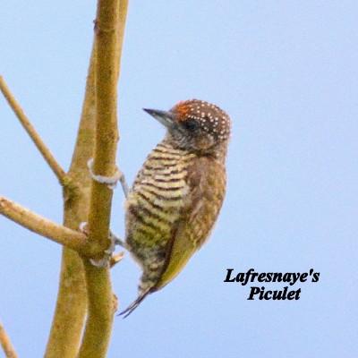 Lafresnaye's Piculet